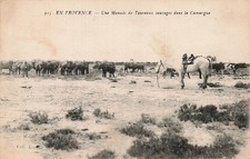 Camargue wild bull d'occasion  Expédié en Belgium
