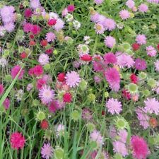 Knautia macedonica melton for sale  GLOUCESTER