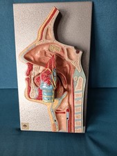 Lehrmodell anatomie kehlkopf gebraucht kaufen  Berlin