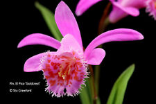 Pleione pico goldcrest for sale  KENDAL