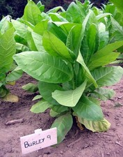 1000 burley nicotiana for sale  Mesa