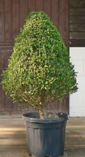 Spring sale real for sale  WADHURST