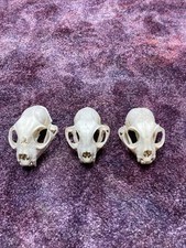 art bone for sale art bone for sale Ellis