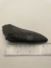 Half megalodon tooth for sale  HOOK