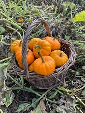 Graines courge jack d'occasion  Revigny-sur-Ornain