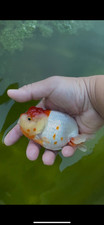 Juvenile ranchus goldfish for sale  Fresno