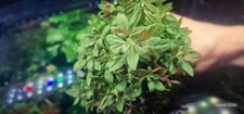 Limnophila mini 15stems usato  Baschi