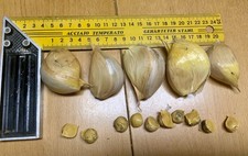 Echter elefantenknoblauch natu gebraucht kaufen  Braunschweig