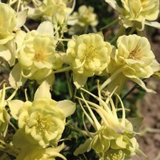 Aquilegia sunshine seeds for sale  UK
