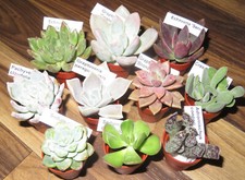 Set 10x sorten gebraucht kaufen  Gera
