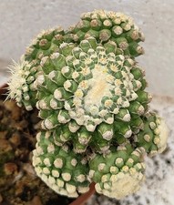 Echinocactus grusonii monster usato  Lecce
