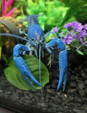 Electric blue crayfish for sale  Bargersville