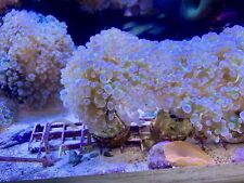 Marine coral pink for sale  BISHOP'S STORTFORD
