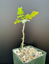 Boswellia carteri rare for sale  Marana