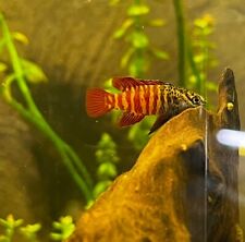 Black tiger badis for sale  Linden