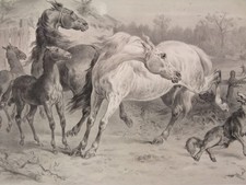 1850 ca. litografia usato  Marano di Napoli