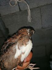 Uova feconde fertili usato  Villaspeciosa
