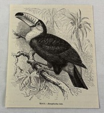 Gravura de livro de 1885 ~ TOCO Toucan comprar usado  Enviando para Brazil