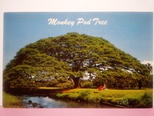 Hawaii monkey pod for sale  Buchanan Dam