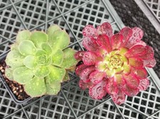 Aeonium set mardi gebraucht kaufen  Wilhelmshaven