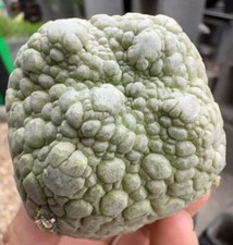5.8cm pseudolithos cubiformis for sale  Shipping to United Kingdom