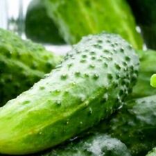 Boston pickling cucumber for sale  Minneapolis