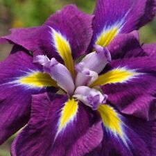 Iris japonais iris d'occasion  Krautergersheim