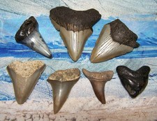 mako shark tooth for sale  Hinesville