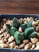 Ariocarpus bravoanus hintoni usato  Valdastico