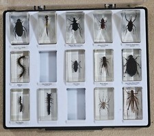 Vintage real bugs for sale  EXETER