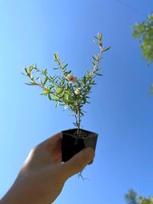 Manuka snowflake new for sale  Winnetka