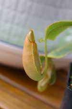 Nepenthes veitchii phil for sale  SOUTHAMPTON