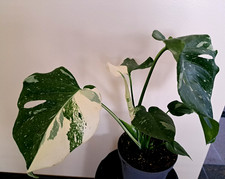 Monstera variegated large for sale  USA