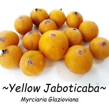 ~CABELLUDA~ Myrciaria Glazioviana ~Jaboticaba Amarela~ Plinia GRANDE tamanho inicial comprar usado  Enviando para Brazil