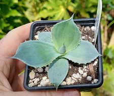 Agave tradewinds variegated for sale  DARLINGTON