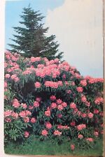 Scenic purple rhododendron for sale  Wilmington