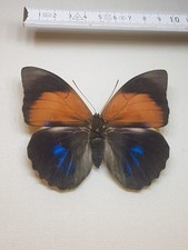 Agrias amydon boliviensis gebraucht kaufen  Halle