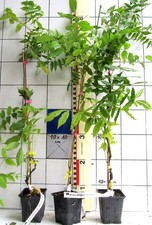 Wisteria blauregen sorte gebraucht kaufen  Bad Bergzabern