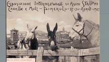 Torino pinerolo esposizione usato  Asti