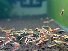 Aquatic mix caridina for sale  Walnut Creek