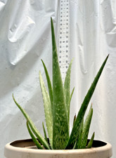 Rosette aloe vera for sale  Perry