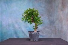 Chinese elm pre for sale  North Fort Myers