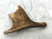 Real moose antler for sale  USA