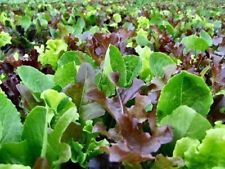 Lettuce mixed leaves for sale  BRISTOL