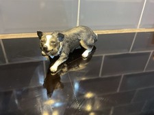 border collies for sale border collies for sale CHORLEY