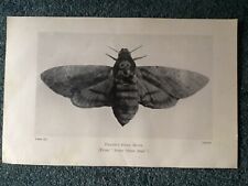 Death head moth for sale  UK