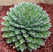Agave victoria regina for sale  SUTTON COLDFIELD