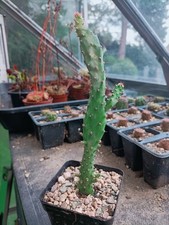 Variegated opuntia tuna for sale  DORCHESTER