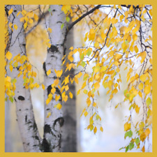 Silver birch sapling for sale  DURHAM