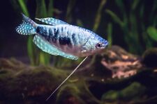 Pair opaline gourami for sale  BIRMINGHAM